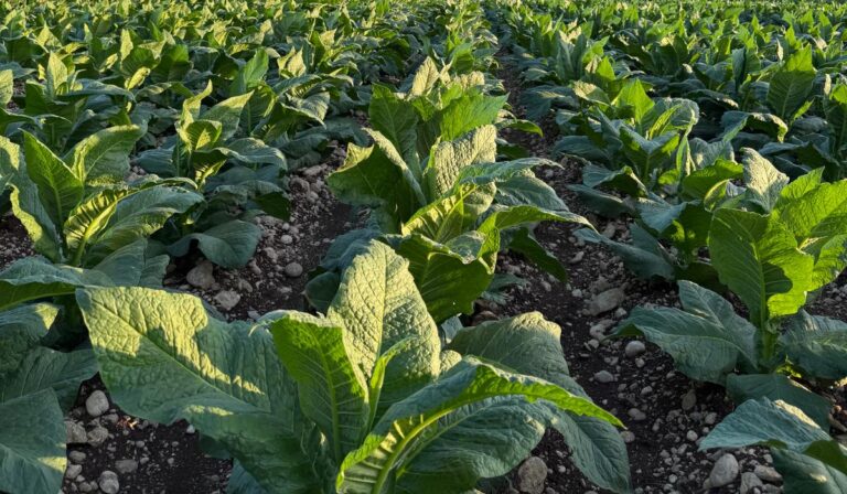 Pontecorvo – Produzione del tabacco in forte ripresa