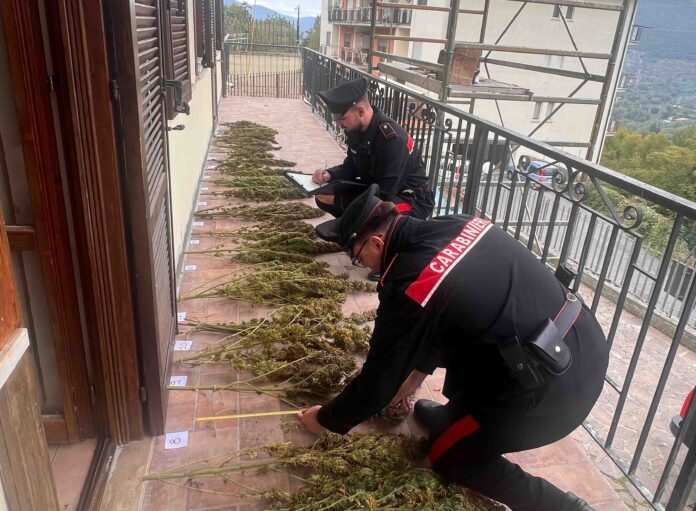 COLLEFERRO La droga sequestrata dai Carabinieri COLLEFERRO La droga sequestrata dai Carabinieri