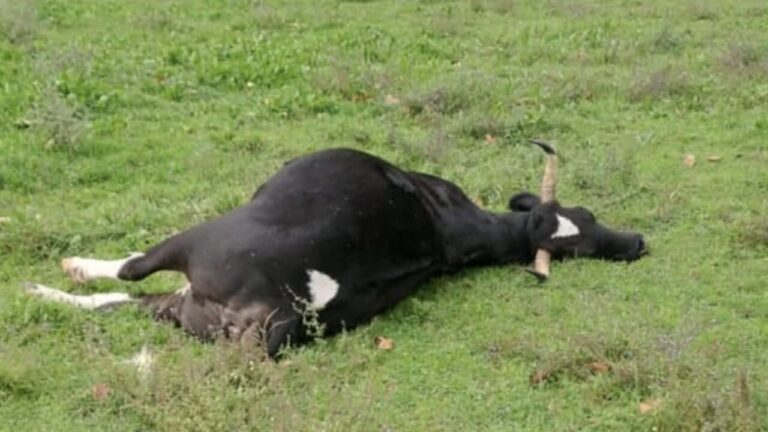 Strage di bovini nel Lazio, LNDC Animal Protection: “Una vergogna sotto gli occhi di tutti. La Regione deve fermare immediatamente gli abbattimenti”