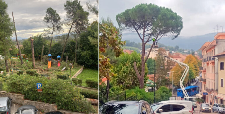 ceccano alberi tagliati