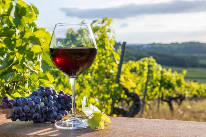 vino-rosso-sfondo-vigneto vino-rosso-sfondo-vigneto