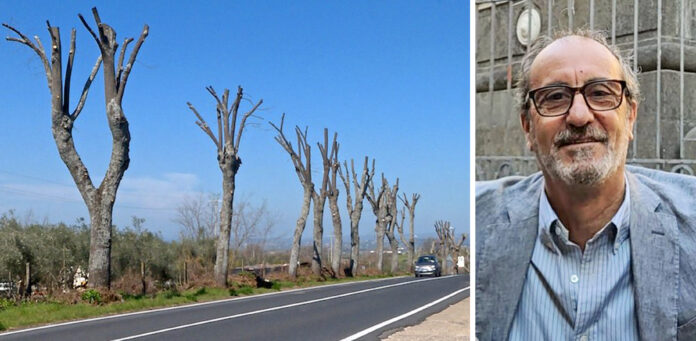 capitozzamento alberi giuseppe sarracino agronomo e vicepresidente Vice Presidente Associazione Italiana Direttori e Tecnici Pubblici Giardini
