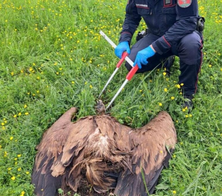 Casalvieri, trovato un grifone morto nella Valle di Comino: indagini in corso