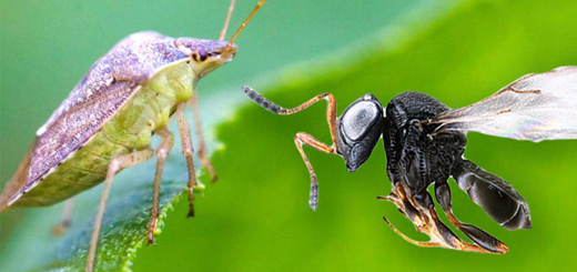 La cimice asiatica e la vespa samurai